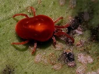  .    idahohotsprings.com