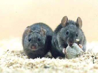   Mus musculus domesticus.    eec.univ-paris13.fr