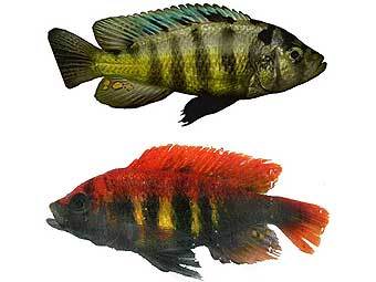  Pundamilia pundamilia ()   Pundamilia nyererei ().   