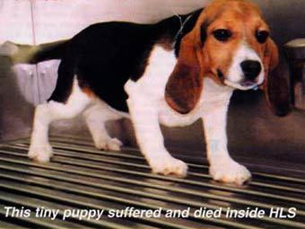     Huntingdon Life Sciences.    veggies.org.uk 