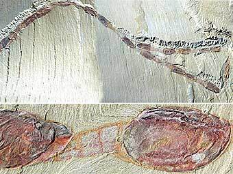   .        ,   -    "" .  Derek Siviter 