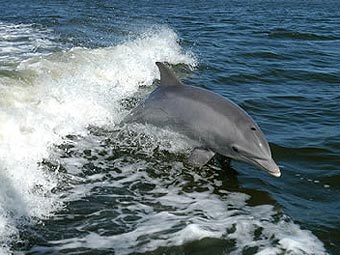 -.    bottlenose-dolphin.info
