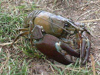  .   White Knight   wikipedia.org