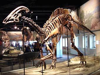   Parasaurolophus cyrtocristatus.   FunkMonk   wikipedia.org