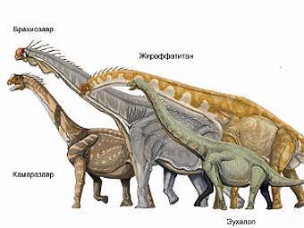   .   Haplochromis   wikipedia.org