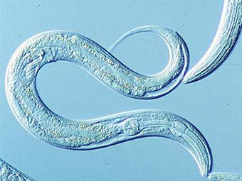  Caenorhabditis elegans.    kiwicrossing.com