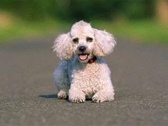    www.petsalley.com