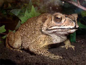  Bufo melanostictus.   Toadilytoads   wikimedia.org