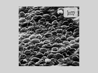  Sulfolobus acidocaldarius.     tms.org