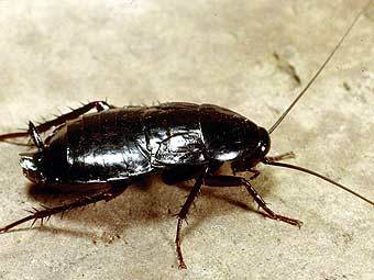  Blatta orientalis.    entomology.cornell.edu