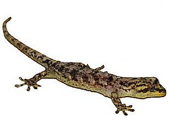    Lepidodactylus buleli.     