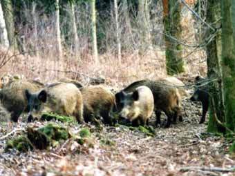 Стадо диких кабанов. Фото с сайта britishwildboar.org.uk