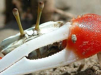   .      , www.anu.edu.au