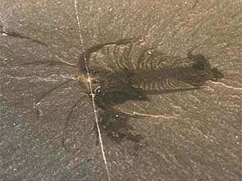 ,         .   Smith609   wikipedia.org