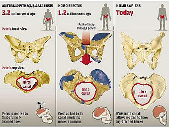   Australapithcus afarensis(), Homo erectus  Homo sapiens.   
