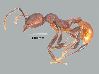   Myrmicinae.    mississippientomologicalmuseum.org.msstate.edu