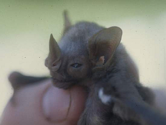    Macrophyllum macrophyllum,      .    berkley.edu