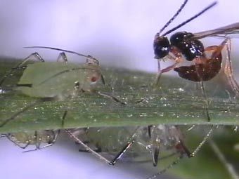   .     BMC Evolutionary Biology