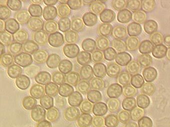 C    , Trichoderma aggressivum.       , nt.ars-grin.gov