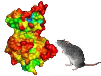    PKM-,    www.nimh.nih.gov,  .