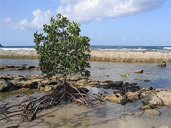    Rhizophora mangle.   Muriel Gottrop  wikipedia.org
