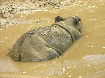  .   Ltshears   wikipedia.org