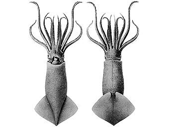  Moroteuthis ingens.   Mgiganteus   wikipedia.org