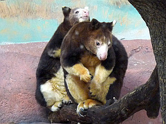  .   Magnus Manske   wikipedia.org