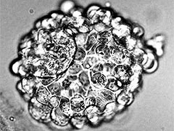       ,        .         iscr.ed.ac.uk