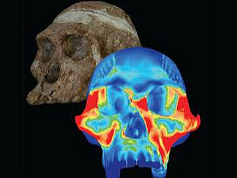  Australopithecus africanus    .   