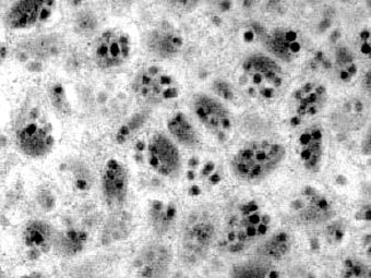   .   Ikehiker   wikipedia.org