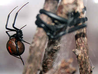 Spiders Redback