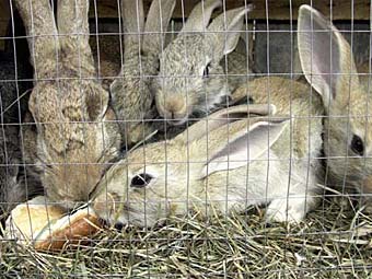 .    thehobbyfarm.com