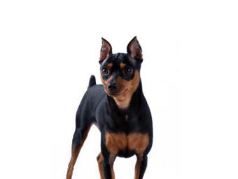  .    justdogbreeds.com