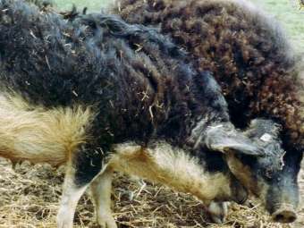  .    wollschwein.eu