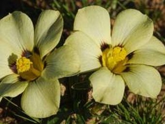 Moraea vuvuzela.    sanbi.org