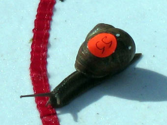  .     snailracing.net