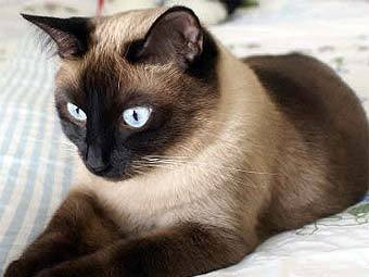    animal-world.com 