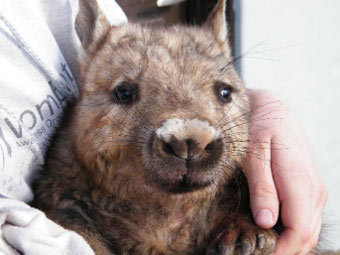     Wombat Awareness Organisation