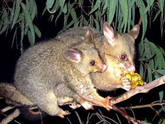 .  wollombi