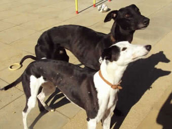   .    Wood Green Animal Shelters