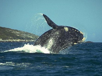  .    cetaceaphoto.narod.ru