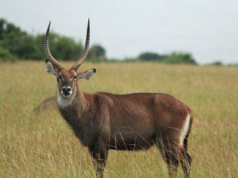 .    mongabay.com