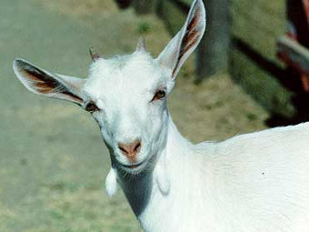    vilaszoo.org