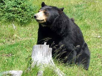  .    affordable-hunting-trips.com