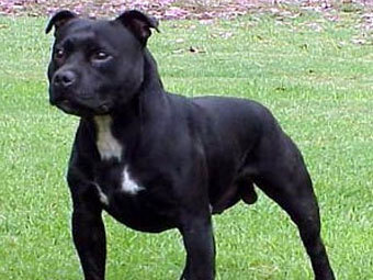  .    greatdogsite.com