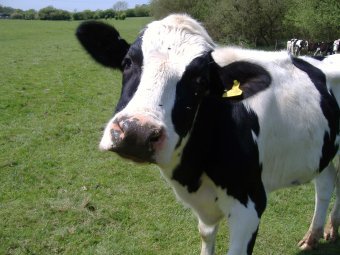    rawmilktruth.com