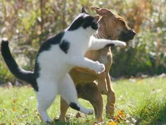   allaboutdogsandcats.com