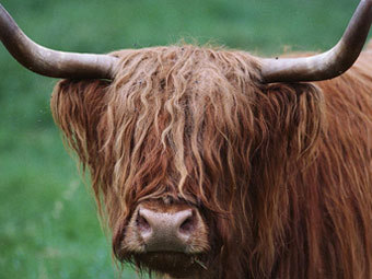    corrida.ru