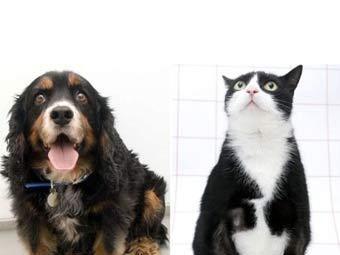  -  .  PDSA Pet Fit Club 